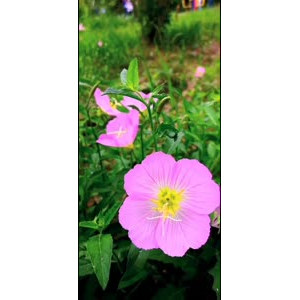 花244