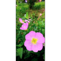 花244