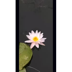 花245