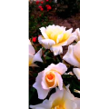 花248