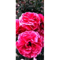 花249