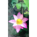 花250