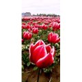 花252