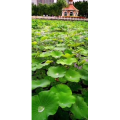 花254