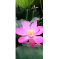 花258