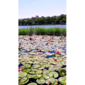 花260