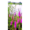 花261