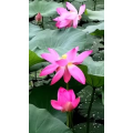 花262