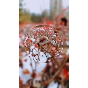 花264