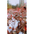 花264