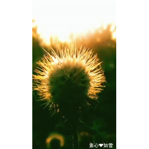 花265