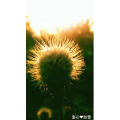花265