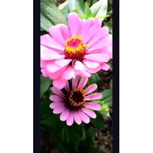 花269