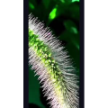 花272