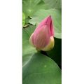 花273