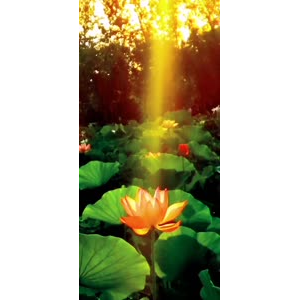 花274