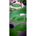 花275