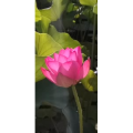 花277