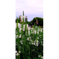 花281