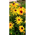 花284