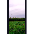 花286