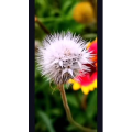 花288