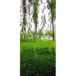 花289