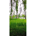 花289