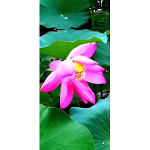 花291