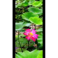 花292