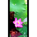 花293