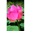 花294