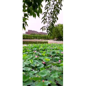 花295