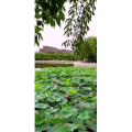 花295