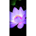 花296