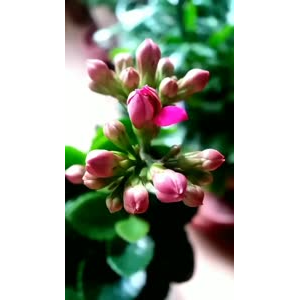 花298