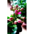 花298