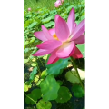 花300