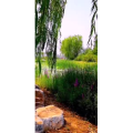 花303
