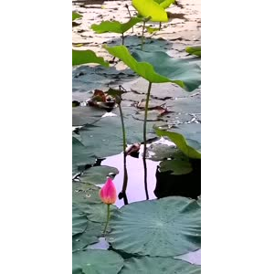 花305