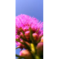 花306