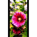 花307