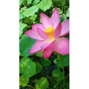 花308