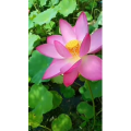 花308
