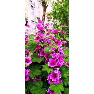 花310