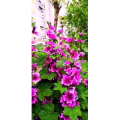 花310