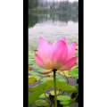 花313