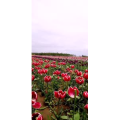 花314