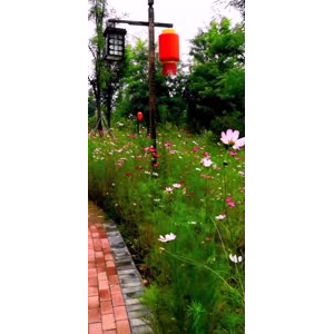 花316