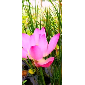 花318